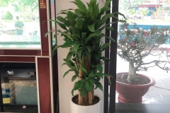 Giá bán cây thiết mộc lan bao nhiêu? Tham khảo giá bán và cách chọn mua cây thiết mộc lan