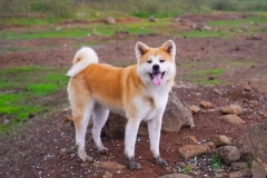 Giá chó Akita bao nhiêu? Cập nhật giá chó Akita mới nhất