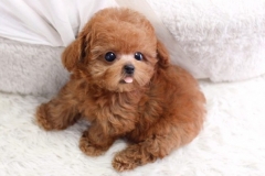 Tham khảo giá chó poodle được cập nhật mới nhất