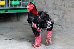 Tham khảo giá gà Đông Tảo và cách chọn mua gà ngon