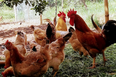Giá gà Tàu vàng hiện nay người chăn nuôi tham khảo