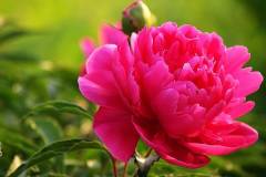 Nguồn gốc, đặc điểm hình dáng và giá hoa mẫu đơn