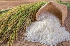 Tham khảo thông tin giá lúa gạo mới nhất