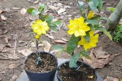 Tìm hiểu giá mai vàng chưng tết được bán phổ biến hiện nay