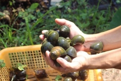 Giá ốc nhồi bao nhiêu 1kg? Cách chọn ốc nhồi ngon, chất lượng