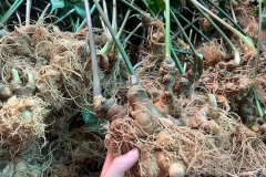 Hàm lượng các chất và giá trị dinh dưỡng của Sâm Ngọc Linh với sức khỏe