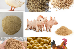 Quy trình đánh giá, chứng nhận hợp quy lĩnh vực thức ăn chăn nuôi