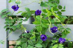 Hướng dẫn cách gieo hạt đậu biếc và chăm sóc cây tại nhà đơn giản