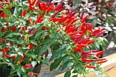 Cách gieo hạt ớt và chăm sóc cây sau gieo trồng