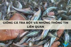 Giống cá tra bột và những thông tin liên quan