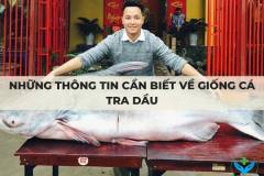 Những thông tin cần biết về giống cá tra dầu
