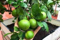 Tìm hiểu nguồn gốc, đặc điểm của giống chanh tứ quý