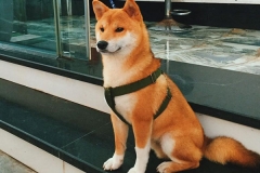 Giống chó Akita Inu: Tìm hiểu nguồn gốc, đặc điểm ngoại hình, tích cách, phân loại chó Akita