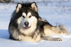 Chó Alaskan Malamute giá bao nhiêu tiền? Kinh nghiệm mua chó Alaska thuần chủng