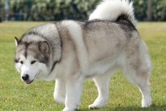 Giống chó Alaskan Malamute: Nguồn gốc, đặc điểm, các loại chó Alaska phổ biến
