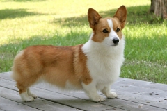 Giống chó Corgi: Nguồn gốc, đặc điểm, phân loại các loài chó Corgi