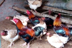 Giống Gà Hồ - Nguồn gốc, đặc điểm và tập tính