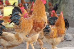 Gà Tàu Vàng - Nguồn gốc, đặc điểm sinh học và các bệnh thường gặp