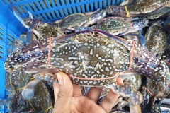 Giống ghẹ xanh - Nguồn gốc, đặc điểm sinh học và các bệnh thường gặp