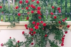 Hoa hồng leo cổ Hải Phòng - giống hồng leo ra hoa quanh năm