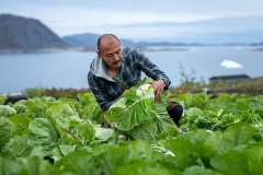 Greenland phát triển nông nghiệp xanh nhờ băng tan
