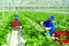 Nhược điểm của nông nghiệp hữu cơ
