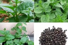 Top những hạt giống rau dễ trồng tại nhà cho rau sạch giàu dinh dưỡng