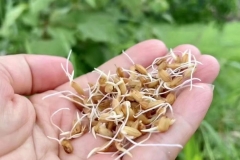 Mẹo trồng lúa cảnh chưng tết để hạt lúa nảy mầm nhiều