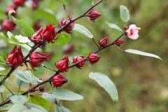 Kỹ thuật trồng cây atiso đỏ cho năng suất cao 