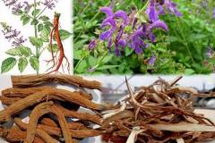 Nguồn gốc, đặc điểm nhận biết và hình ảnh cây đan sâm 