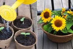 Cách trồng hoa hướng dương lùn trong chậu cho hoa đẹp rực rỡ