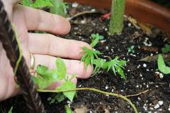 Cách trồng hoa tóc tiên leo làm đẹp cho ngôi nhà