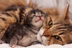Hội chứng suy giảm dần Fading Kitten Syndrome ở mèo con