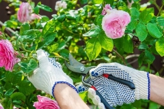 Hướng dẫn cắt tỉa hoa hồng leo đúng kỹ thuật