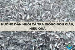 Hướng dẫn nuôi cá tra giống đơn giản, hiệu quả