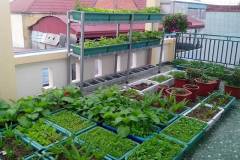 Hướng dẫn trồng rau sạch tại nhà không hóa chất 