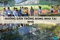 Hướng dẫn trồng rong nho tại nhà đúng cách