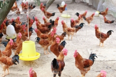 XÂY DỰNG MÔ HÌNH CHĂN NUÔI GÀ THẢ VƯỜN CHUYÊN NGHIỆP – CƠ HỘI ĐỔI ĐỜI CỦA NGƯỜI DÂN