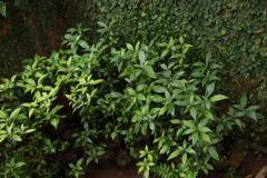 Khổ sâm cho lá - Dược liệu quý cho bà con nông dân Việt Nam  