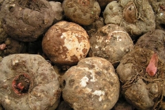 Cây khoai nưa (khoai nái)