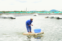 Khoáng ao nuôi trong nuôi tôm - thành phần, công dụng và hướng dẫn sử dụng