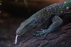 Kỳ đà Crocodile Monitor: Nguồn gốc, đặc điểm, môi trường sống của kỳ đà 