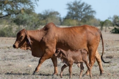 Kỹ thuật nuôi bò Brahman - xây dựng chuồng trại, chọn giống và chế độ dinh dưỡng