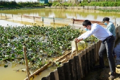 Kỹ thuật làm giàu từ nuôi cua đồng