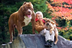 Kỹ thuật nuôi chó Pitbull chi tiết