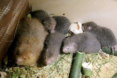 Kỹ thuật nuôi Dúi đơn giản, bài bản, mang lại hiệu quả cao (phần 1)