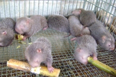 Kỹ thuật nuôi Dúi đơn giản, bài bản, mang lại hiệu quả cao (phần 2)