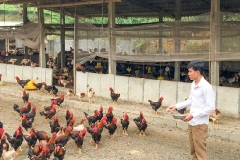 Kỹ thuật nuôi gà Hồ hiệu quả, tăng năng suất
