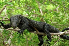 Kỹ thuật nuôi kỳ đà Crocodile Monitor cảnh đúng cách