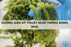 Hướng dẫn kỹ thuật nuôi trồng rong nho